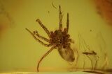 Fossil Spider (Aranea) In Baltic Amber #58101-1